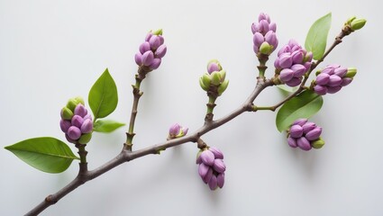 Lilac buds with green leaves blooming on a white backdrop