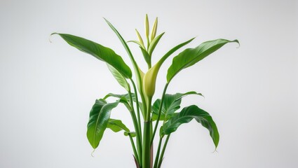 Fototapeta premium Isolated banana lily plant on a white backdrop