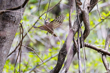 飛び立つ可愛いコゲラ（キツツキ科）
英名学名：Japanese pygmy woodpecker (Dendrocopos kizuki)  
新緑が美しい。
神奈川県清川村、早戸川林道-2025年

