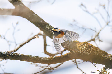 飛び出し飛翔する可愛いヤマガラ（シジュウカラ科）
英名学名：Varied Tit (Sittiparus varius)
新緑が美しい。
神奈川県清川村、早戸川林道-2025年
