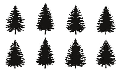 Obraz premium Grand fir plant tree silhouette isolated on white background.