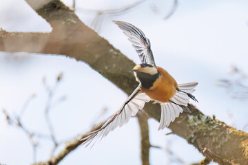 飛び出し飛翔する可愛いヤマガラ（シジュウカラ科）
英名学名：Varied Tit (Sittiparus varius)
新緑が美しい。
神奈川県清川村、早戸川林道-2025年
