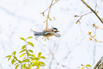 飛び出し飛翔する可愛いヤマガラ（シジュウカラ科）
英名学名：Varied Tit (Sittiparus varius)
新緑が美しい。
神奈川県清川村、早戸川林道-2025年
