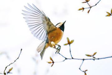 飛び出し飛翔する可愛いヤマガラ（シジュウカラ科）
英名学名：Varied Tit (Sittiparus varius)
新緑が美しい。
神奈川県清川村、早戸川林道-2025年
