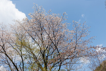 ヤマザクラ（バラ科）
英名学名：山桜, Cerasus jamasakura, Cherry Blossom
新緑が美しい。
神奈川県清川村、早戸川林道-2025年
