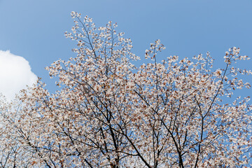 ヤマザクラ（バラ科）
英名学名：山桜, Cerasus jamasakura, Cherry Blossom
新緑が美しい。
神奈川県清川村、早戸川林道-2025年

