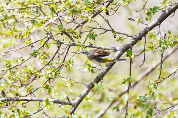 さえずる綺麗なキセキレイ（セキレイ科）
英名学名：Grey Wagtail (Motacilla cinerea)
新緑が美しい。
神奈川県清川村、早戸川林道-2025年
