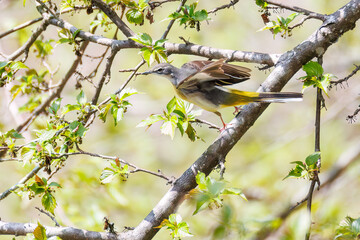 さえずる綺麗なキセキレイ（セキレイ科）
英名学名：Grey Wagtail (Motacilla cinerea)
新緑が美しい。
神奈川県清川村、早戸川林道-2025年
