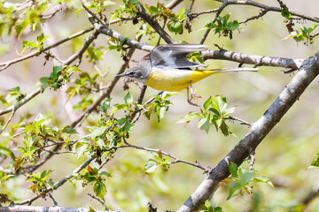 さえずる綺麗なキセキレイ（セキレイ科）
英名学名：Grey Wagtail (Motacilla cinerea)
新緑が美しい。
神奈川県清川村、早戸川林道-2025年
