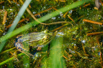 Auf diesem Foto ist ein Teichfrosch in seinem typischen Lebensraum zu sehen – flache, stehende oder langsam fließende Gewässer mit reichlich Vegetation. Die grünliche Färbung mit dunklen Flecken sorgt
