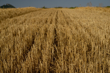 Harvested field of wheat in summer