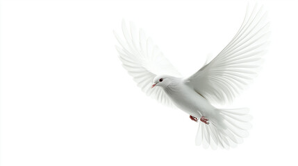 Obraz premium dove isolated on white