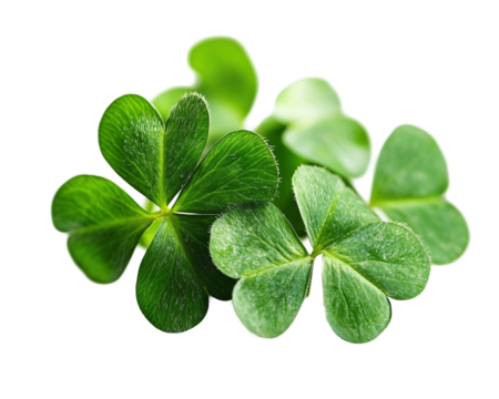 a close up of a clover