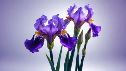 Fotobehang Violet iris flower highlighting nature's beauty © BlockBrushstrokes