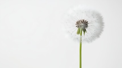 Dandelion seed head against a pristine white backdrop symbolizes new beginnings