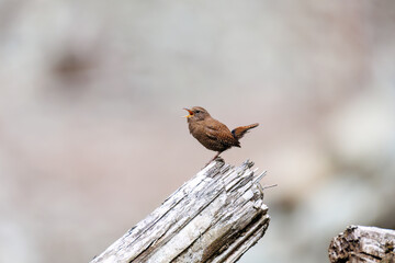 小さい体なのに大きな声で必死にさえずる可愛いミソサザイ（ミソサザイ科）
英名学名：Eurasian Wren (Troglodytes troglodytes)
新緑が美しい。
神奈川県清川村、早戸川林道-2025年
