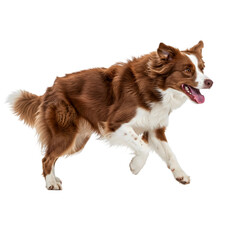 border collie dog running isolated on a transparent background 