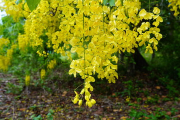 Cassia fistula is a plant native to South Asia.