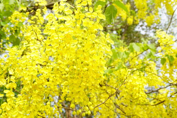 Cassia fistula is a plant native to South Asia.