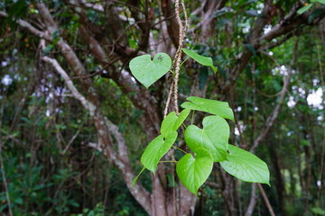 Tinospora cordifolia can be used in herbal medicine.