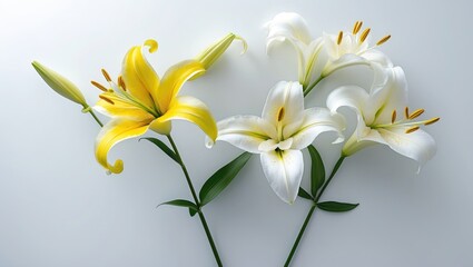 Single yellow lily flower on stem isolated from background