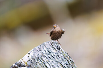 小さい体なのに大きな声で必死にさえずる可愛いミソサザイ（ミソサザイ科）
英名学名：Eurasian Wren (Troglodytes troglodytes)
新緑が美しい。
神奈川県清川村、早戸川林道-2025年
