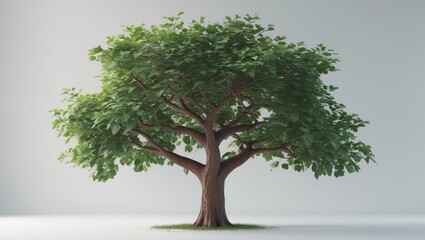 Obraz premium Lone large old tree standing alone against a white backdrop