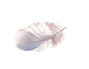 Delicate White Feather with Soft Texture Against a Transparent Background