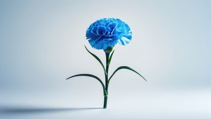 White background featuring a single light blue carnation blossom