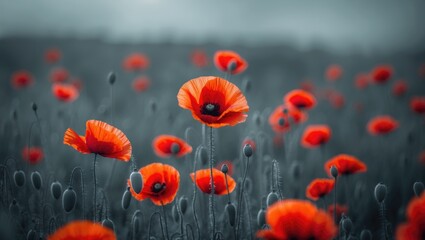 Obraz premium Beautiful poppy flowers in a rural landscape symbolizing war remembrance