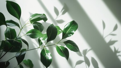 Minimalist green leaves on white backdrop illuminated by sunlight, creative nature background with selective focus and space for copy