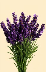 Obraz premium bouquet of lavender