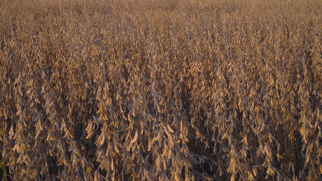 Wide view of a golden soybean field late in the afternoon.