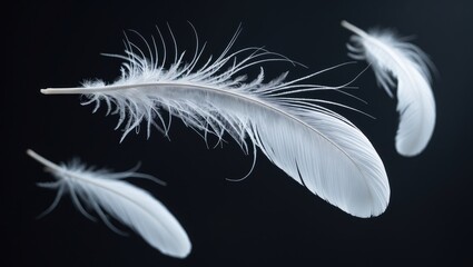 Obraz premium Detailed view of two bird feathers featuring a dark, artistic backdrop