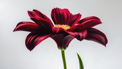 An eye-catching burgundy flower depicted from the side, its petals glowing with a luxurious sheen in the light. The detailed golden center forms a remarkable contrast with the intense color.