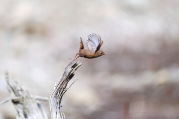 小さい体で大きな声で必死にさえずる可愛いミソサザイ（ミソサザイ科）
英名学名：Eurasian Wren (Troglodytes troglodytes)
新緑が美しい。
神奈川県清川村、早戸川林道-2025年

