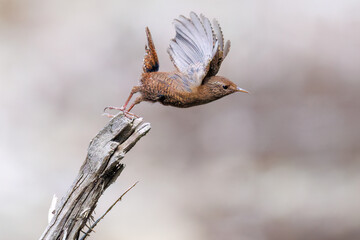 小さい体で大きな声で必死にさえずる可愛いミソサザイ（ミソサザイ科）
英名学名：Eurasian Wren (Troglodytes troglodytes)
新緑が美しい。
神奈川県清川村、早戸川林道-2025年
