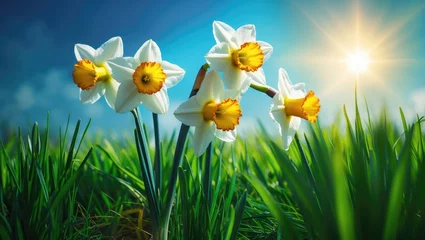 Fototapete Rund Bright Narcissus Flowers Amidst Lush Green Spring Grass © AIArtistry