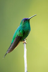 The violet-capped woodnymph (Thalurania glaucopis) is a species of hummingbird in the 