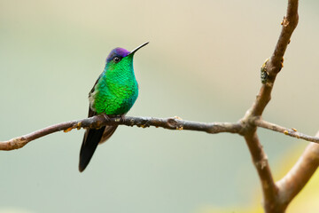 The violet-capped woodnymph (Thalurania glaucopis) is a species of hummingbird in the 