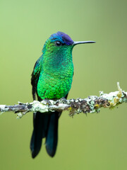 The violet-capped woodnymph (Thalurania glaucopis) is a species of hummingbird in the 