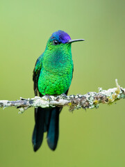 The violet-capped woodnymph (Thalurania glaucopis) is a species of hummingbird in the 