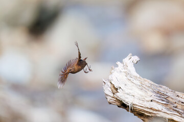 小さい体で大きな声で必死にさえずる可愛いミソサザイ（ミソサザイ科）
英名学名：Eurasian Wren (Troglodytes troglodytes)
新緑が美しい。
神奈川県清川村、早戸川林道-2025年
