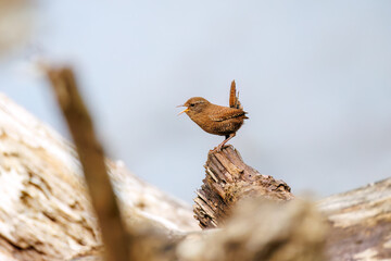 小さい体で大きな声で必死にさえずる可愛いミソサザイ（ミソサザイ科）
英名学名：Eurasian Wren (Troglodytes troglodytes)
新緑が美しい。
神奈川県清川村、早戸川林道-2025年
