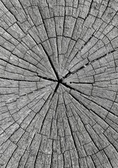 Fototapeta premium Abstract Wood Texture Background Gray Color Pattern Design Natural Grain