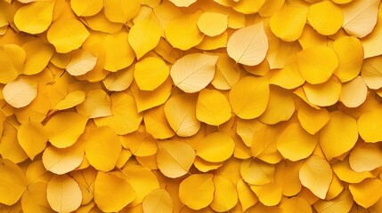 Golden yellow petals texture background autumn floral design
