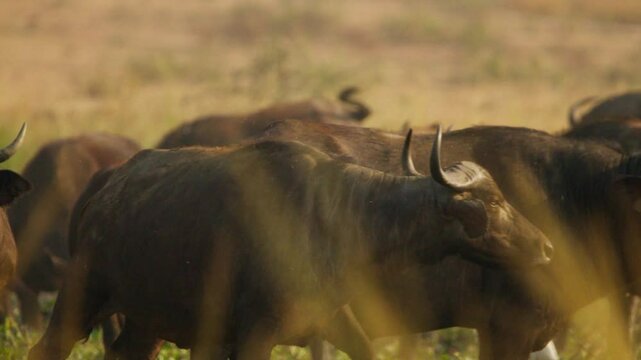 Herd of African buffalo Syncerus caffer in tall golden savannah grass, nostrils flared as they scent the air for predators at dawn in a protected Ugandan wildlife reserve, static shot