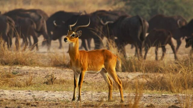 Uganda kob (Kobus kob thomasi) stands alert as a herd of African buffalo (Syncerus caffer) grazes golden savanna grass at dawn in a protected game reserve in Uganda plains wildlife scene at dawn light