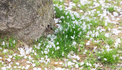 Cherry blossom petals fallen beneath the tree.
