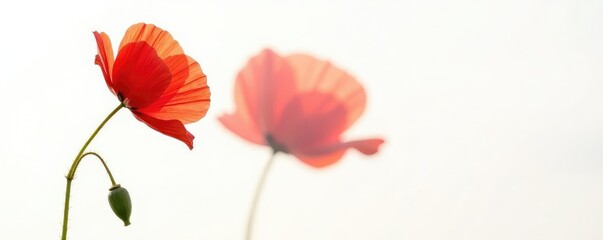 Single poppy in full bloom on a white background, bright, flowers, nature